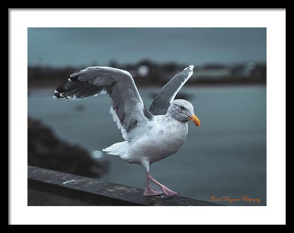Seagull on a Seaside Rail - Framed Print