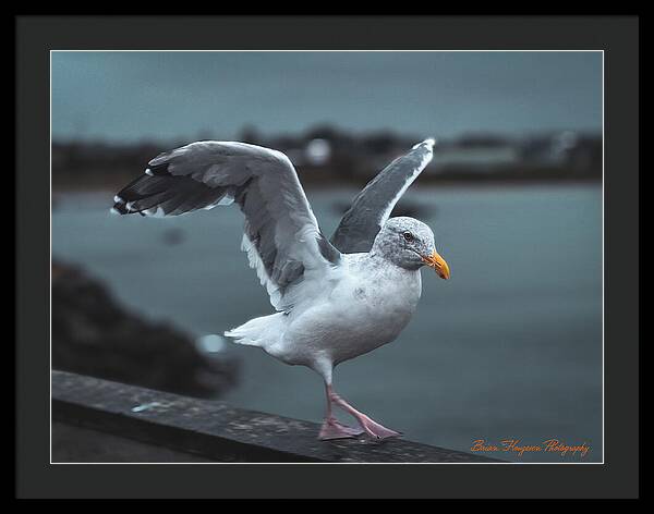 Seagull on a Seaside Rail - Framed Print