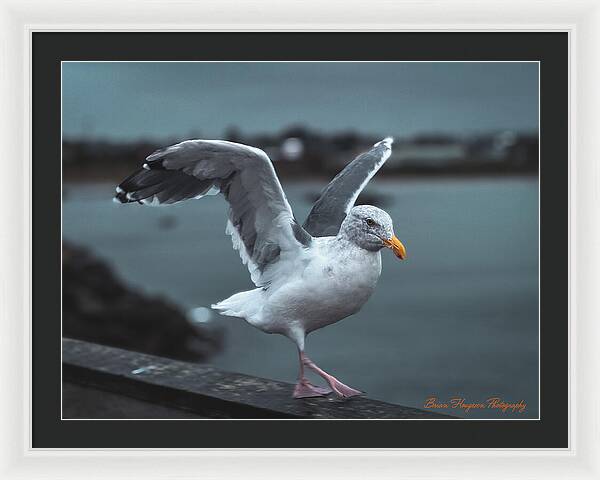 Seagull on a Seaside Rail - Framed Print