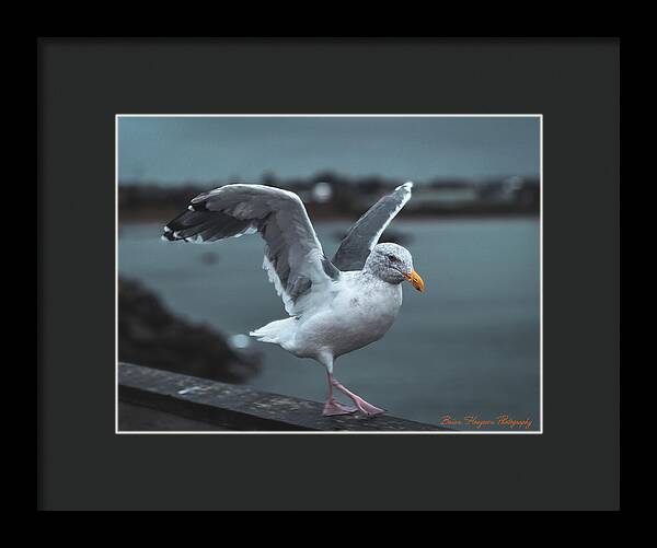 Seagull on a Seaside Rail - Framed Print