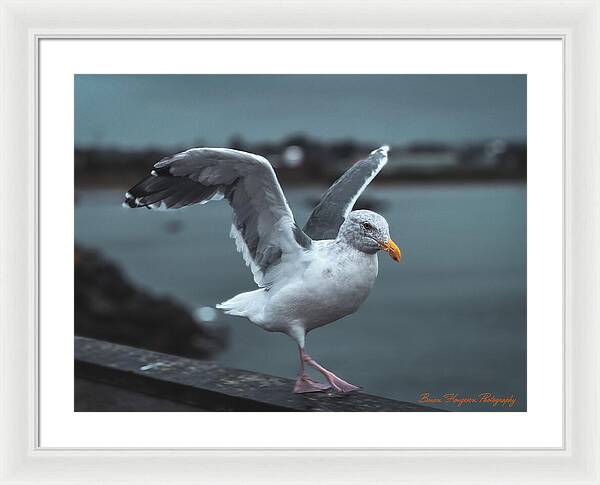 Seagull on a Seaside Rail - Framed Print