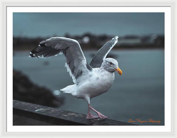 Seagull on a Seaside Rail - Framed Print