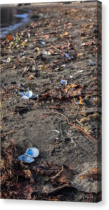 Seashells on the shoreline - Canvas Print
