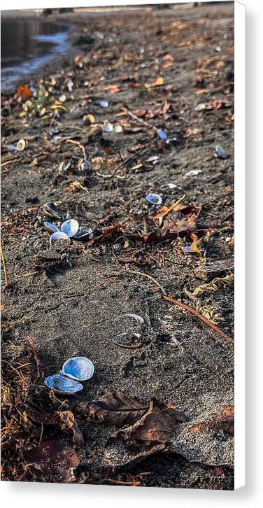 Seashells on the shoreline - Canvas Print