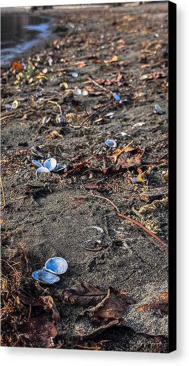 Seashells on the shoreline - Canvas Print