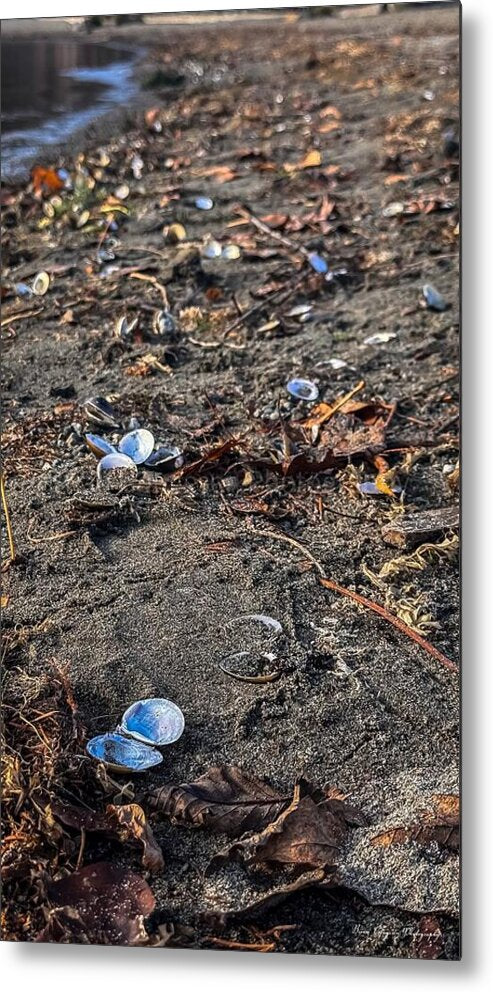 Seashells on the shoreline - Metal Print