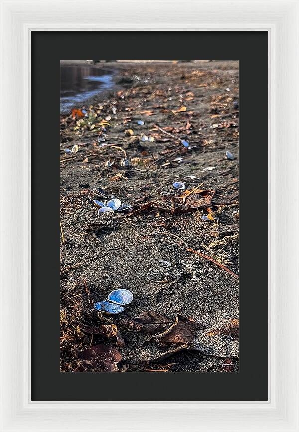 Seashells on the shoreline - Framed Print