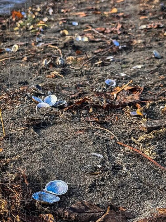 Seashells on the shoreline - Puzzle
