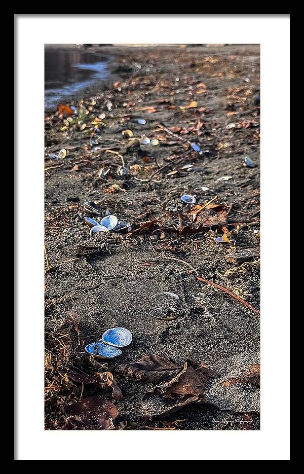 Seashells on the shoreline - Framed Print
