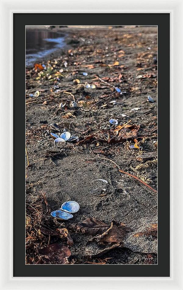 Seashells on the shoreline - Framed Print