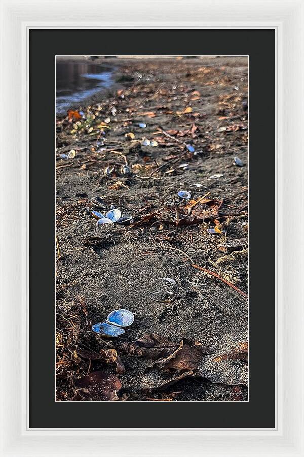 Seashells on the shoreline - Framed Print