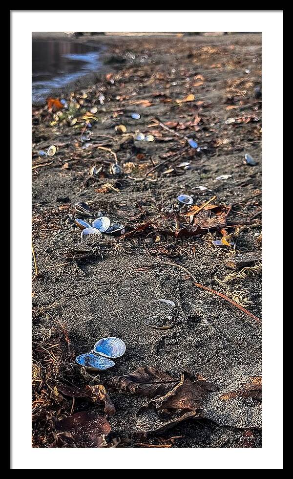Seashells on the shoreline - Framed Print