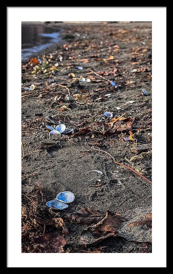 Seashells on the shoreline - Framed Print