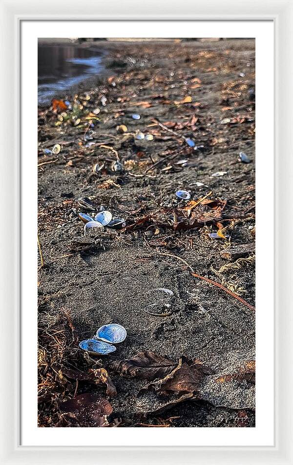 Seashells on the shoreline - Framed Print