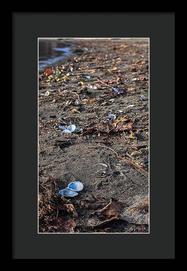 Seashells on the shoreline - Framed Print