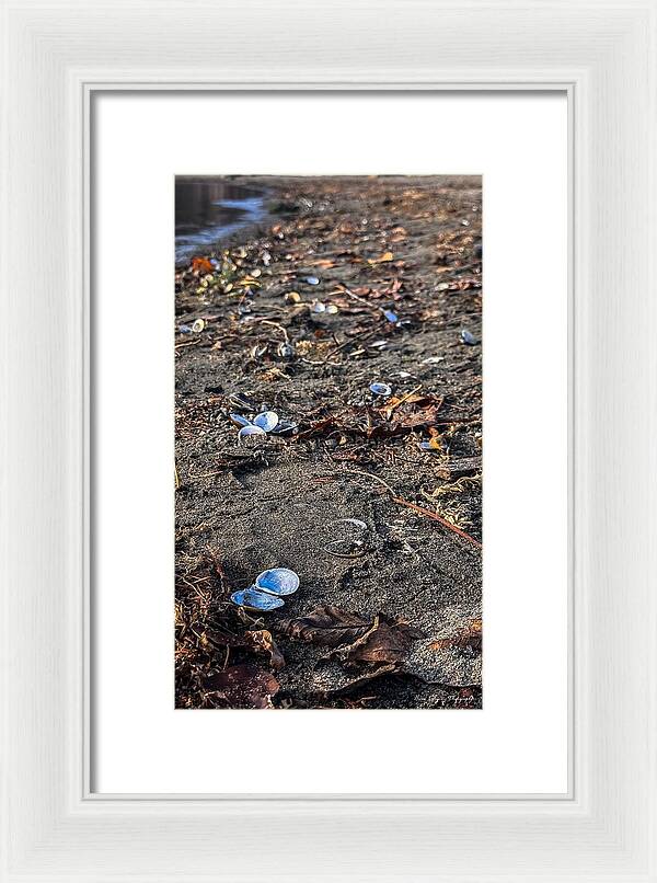 Seashells on the shoreline - Framed Print