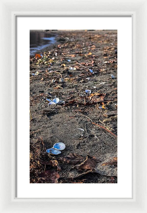 Seashells on the shoreline - Framed Print