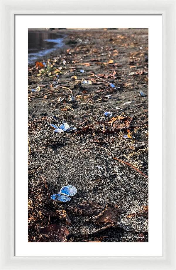 Seashells on the shoreline - Framed Print