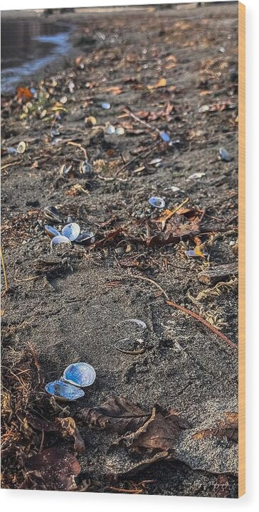 Seashells on the shoreline - Wood Print