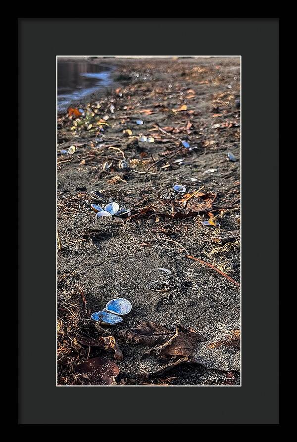Seashells on the shoreline - Framed Print