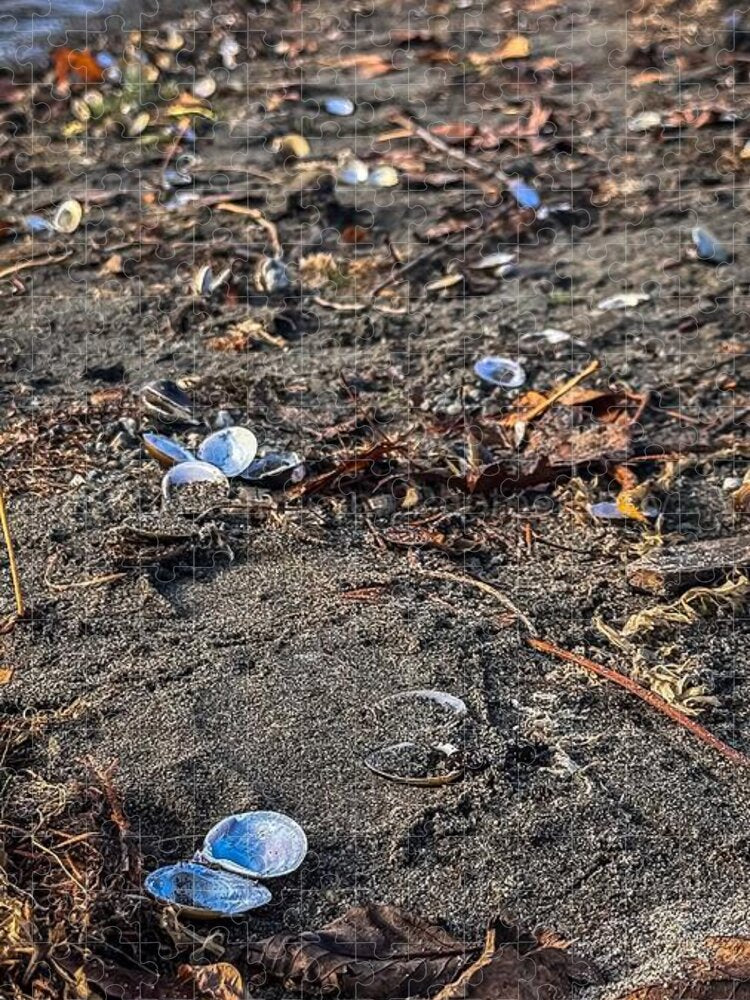 Seashells on the shoreline - Puzzle