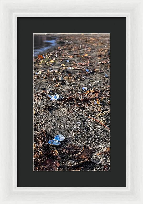 Seashells on the shoreline - Framed Print