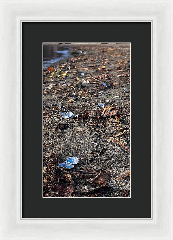 Seashells on the shoreline - Framed Print