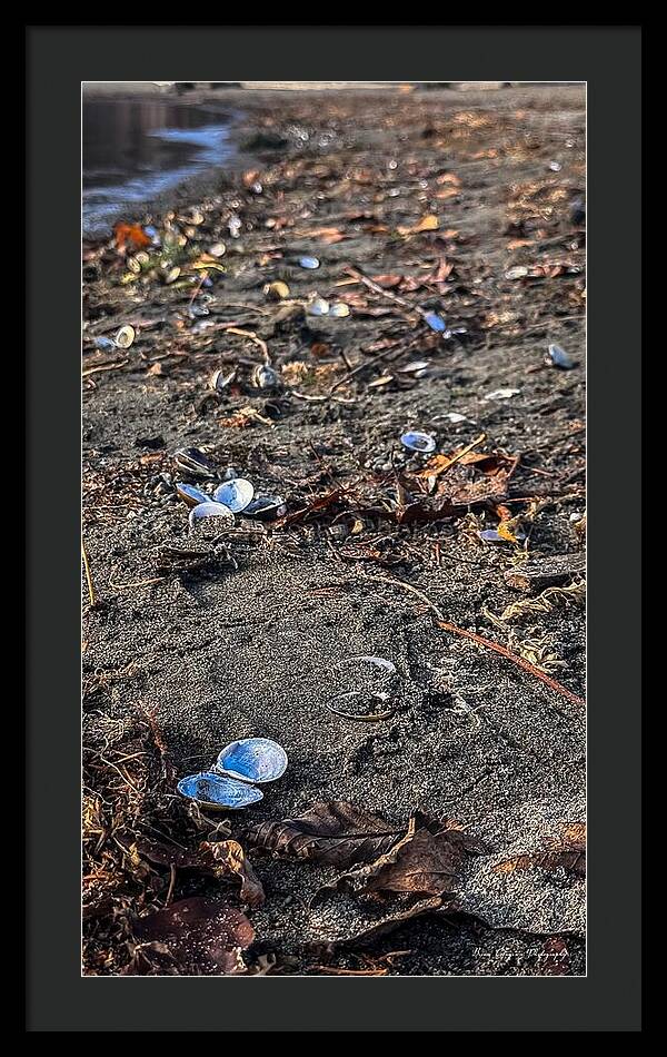 Seashells on the shoreline - Framed Print