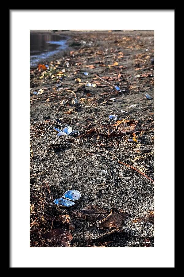 Seashells on the shoreline - Framed Print