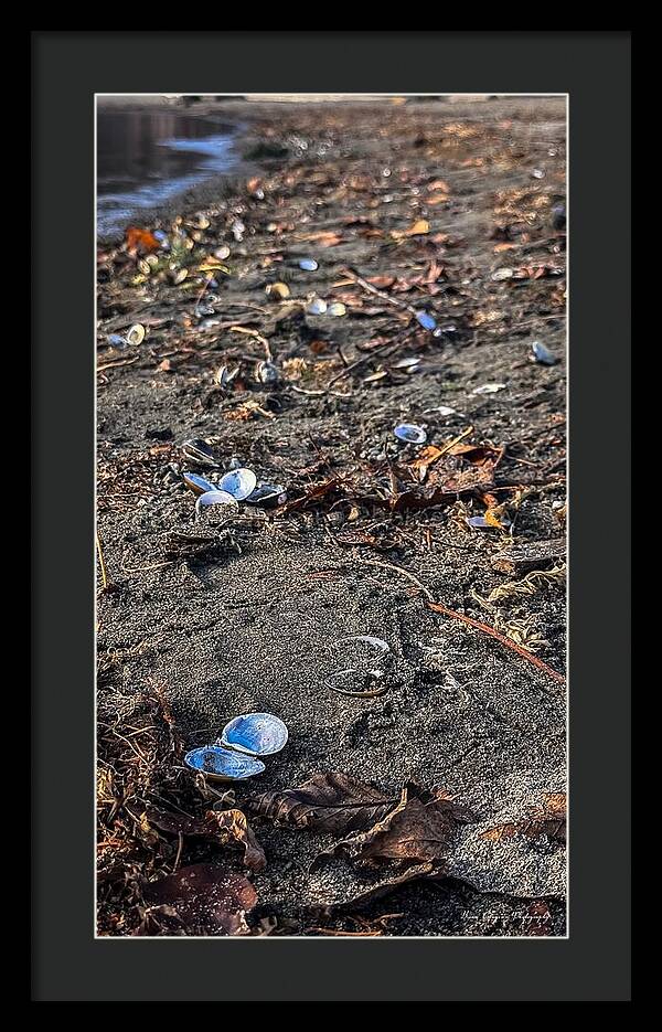 Seashells on the shoreline - Framed Print