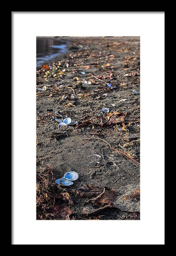 Seashells on the shoreline - Framed Print