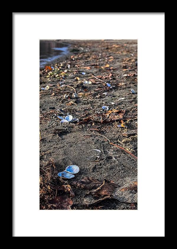 Seashells on the shoreline - Framed Print