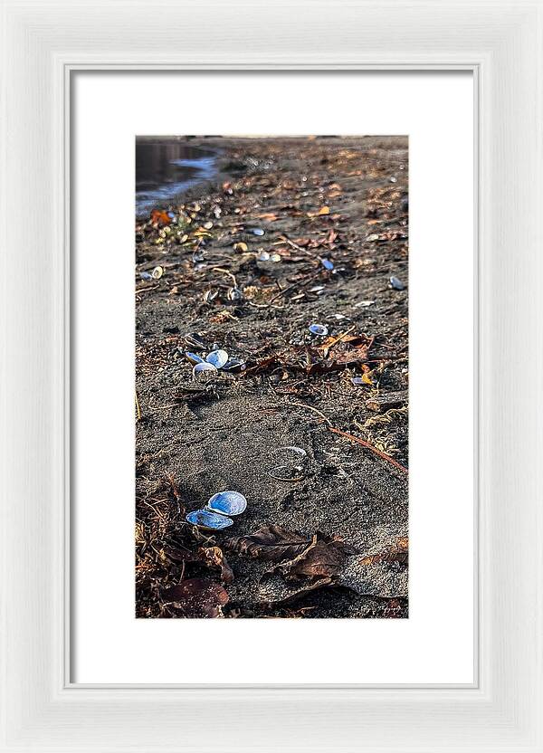 Seashells on the shoreline - Framed Print