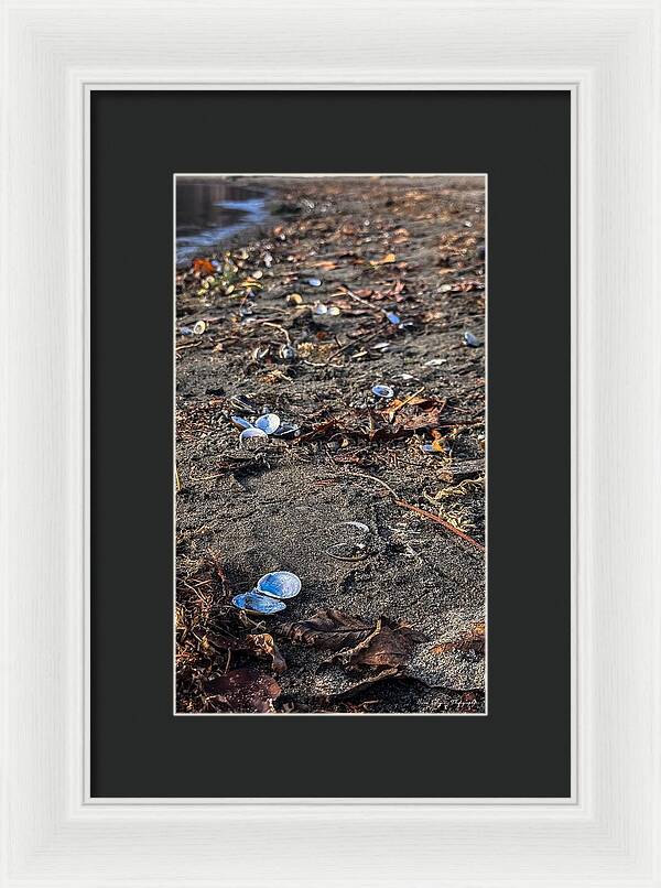 Seashells on the shoreline - Framed Print