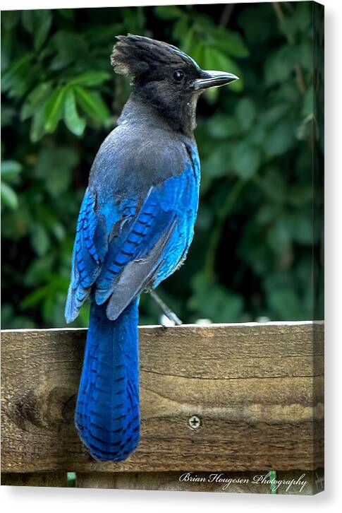 Stellars jay - Canvas Print
