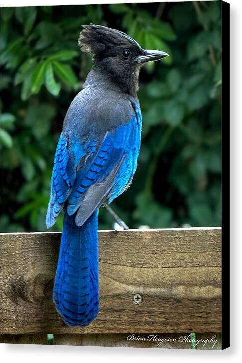 Stellars jay - Canvas Print