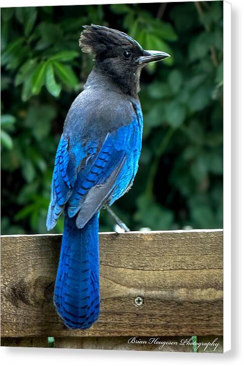 Stellars jay - Canvas Print