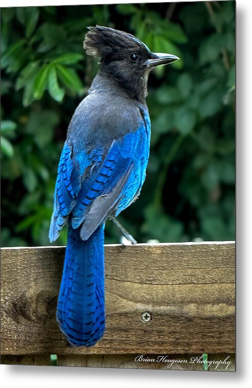 Stellars jay - Metal Print