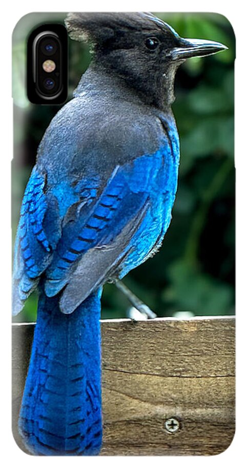 Stellars jay - Phone Case