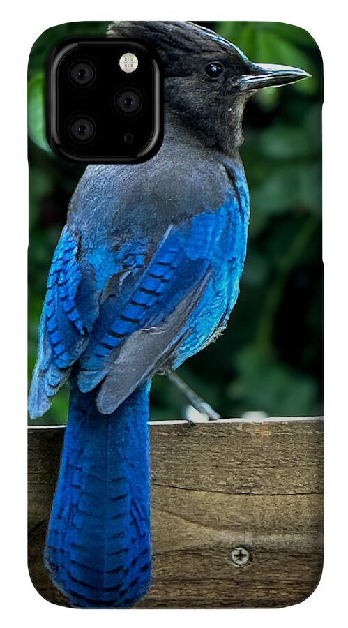 Stellars jay - Phone Case