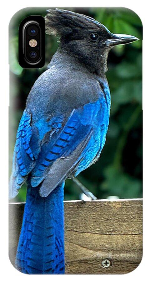Stellars jay - Phone Case