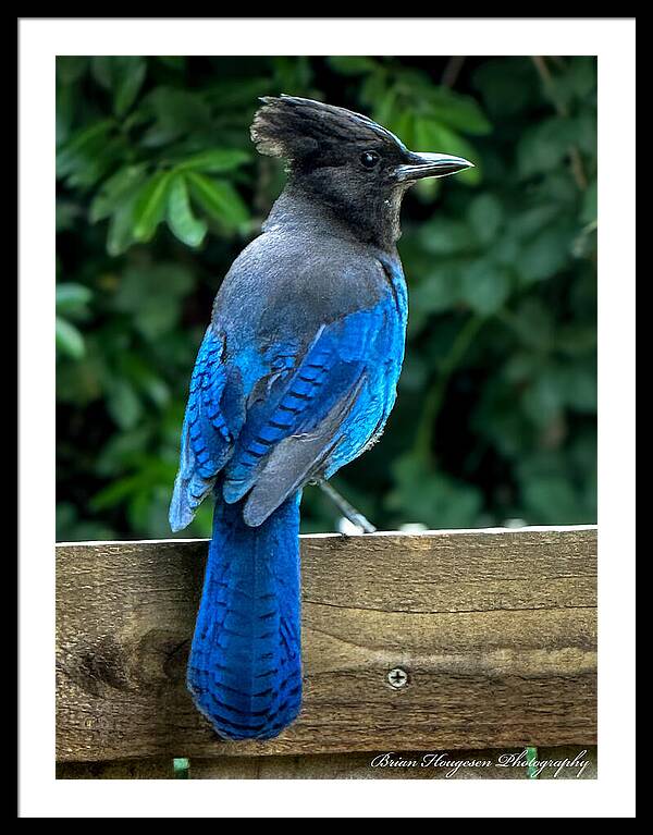 Stellars jay - Framed Print