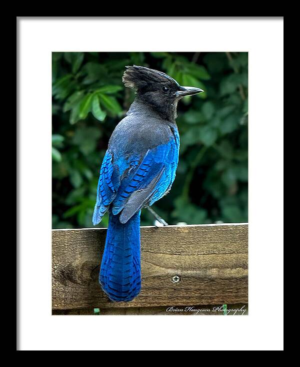 Stellars jay - Framed Print