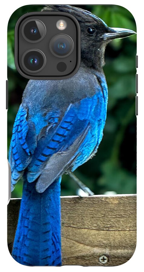 Stellars jay - Phone Case