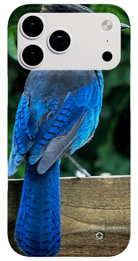 Stellars jay - Phone Case