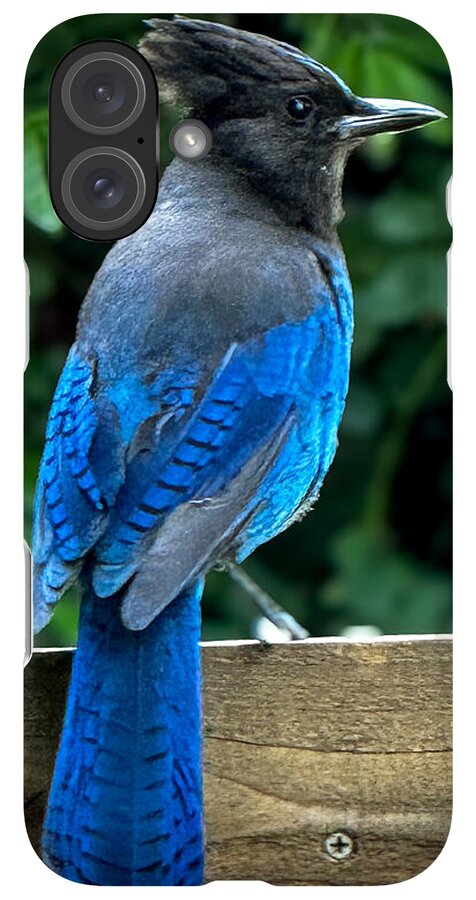 Stellars jay - Phone Case