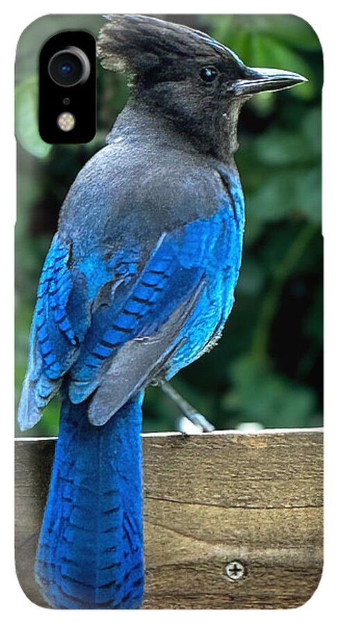 Stellars jay - Phone Case