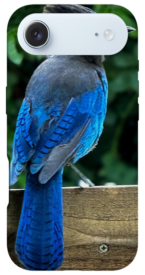Stellars jay - Phone Case