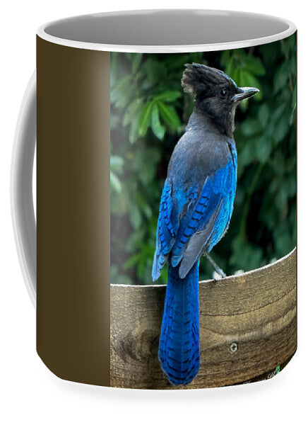 Stellars jay - Mug