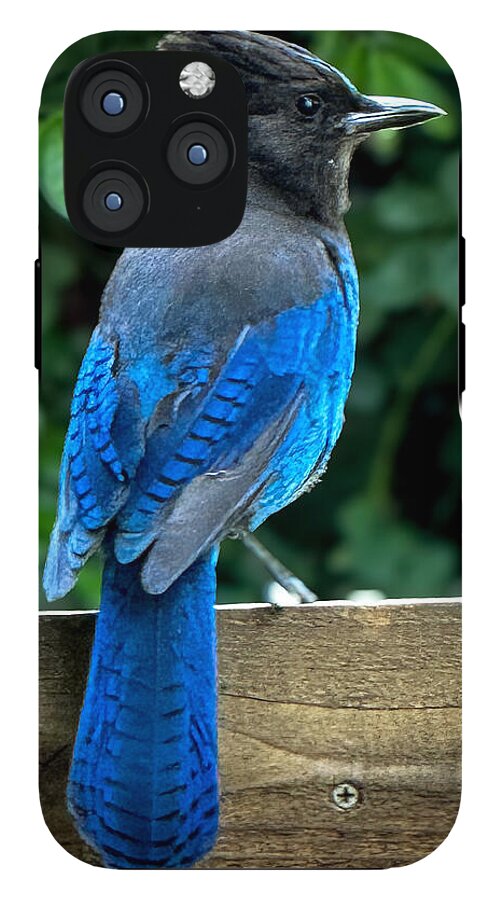 Stellars jay - Phone Case